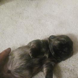 Shih Tzu Puppies from Peterson Shih Tzus