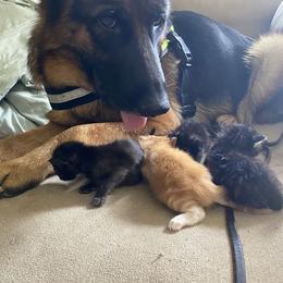 Phinny - Black and red female German Shepherd puppy in Youngsville, North Carolina from Di casa Esperanza