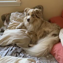 Australian Shepherd All Grown Up from Big Run Australian Shepherds
