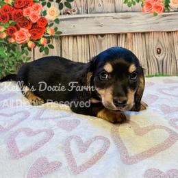 Black and Cream Male Longhair Teal Collar - Black and cream male Dachshund puppy in Cleveland, Tennessee from Kelly's Doxie Farm