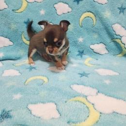 Boy 1 - Chocolate and tan male Chihuahua puppy in Richmond, Virginia from Breens