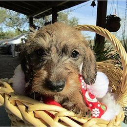 Dachshund Puppies from Rondo's Wirehairs
