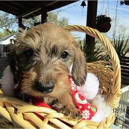 Dachshund Puppies from Rondo's Wirehairs