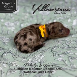 Yellowstone - Yellow Collar - male Australian Mountain Doodle puppy in Oxford, Alabama from Magnolia Grove Doodles