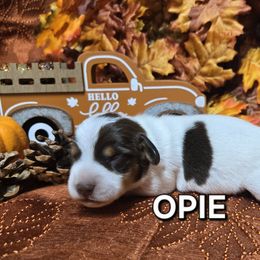 Opie - Chocolate and tan male Dachshund puppy in Blair, Oklahoma from North Fork Doxies-Okla