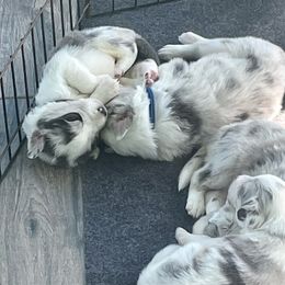Border Collie Puppies from South Florida Stock Dogs