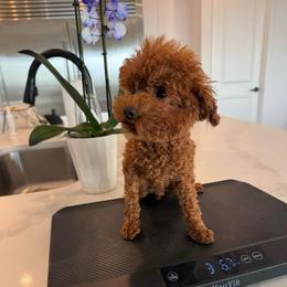 Ryder - Red  male Poodle puppy in Queen Creek, Arizona from Prestigious Toy Poodles