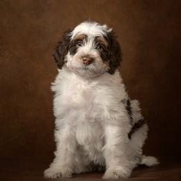 Willow - Brown and white female Aussiedoodle puppy in Germantown, Ohio from Doodle Patch Farm