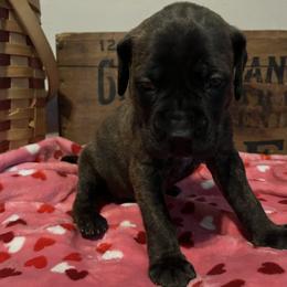 Mastiff Puppies from English Mastiff