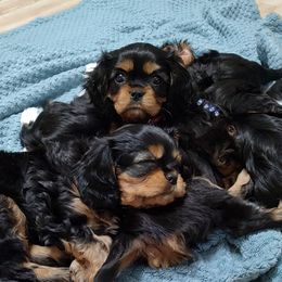 Cavalier King Charles Spaniel Puppies from God's Designs Cavaliers