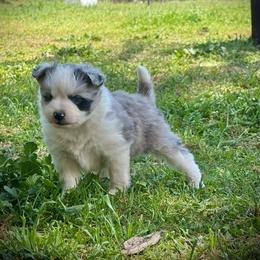 Glitter - Blue merle female Toy Australian Shepherd puppy in North Lakeport, California from Wild Rose Ranch