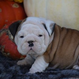 Hopper - Fawn and white female Bulldog puppy in Bradleyville, Missouri from HurstBulldogs