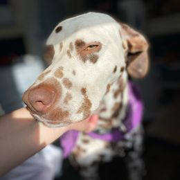 Mello - Dalmatian