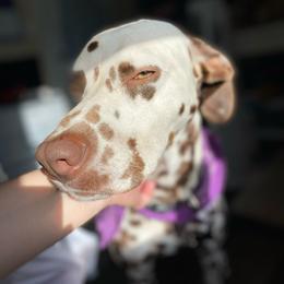 Mello - Dalmatian