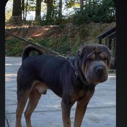 Blaze - Chinese Shar-Pei
