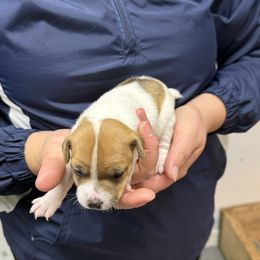 Autumn - Brown and white female Jack Russell Terrier puppy in Fairbury, Illinois from Kilgus Jack Russell Terriers
