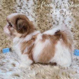 Shih Tzu Puppies from Precious Heirloom Shih Tzus