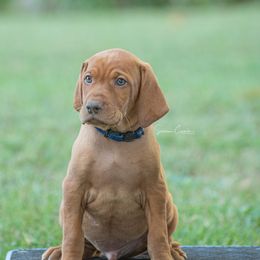 German Shorthaired Pointer and Vizsla Puppies from Nosam Kennels