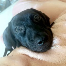 Kai - Dachshund