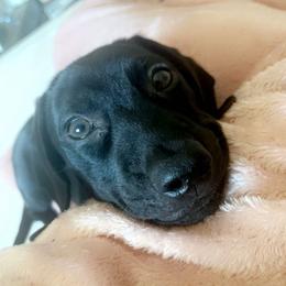 Kai - Dachshund