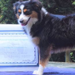 Australian Shepherds and Toy Australian Shepherds from Puppy Paw Ventures