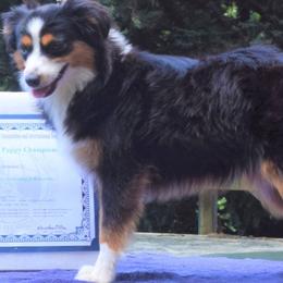 Australian Shepherds and Toy Australian Shepherds from Puppy Paw Ventures