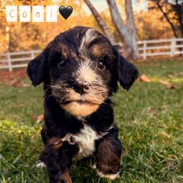 Coal - Tri-color male Bernedoodle puppy in Temecula, California from Country Hills Doodles