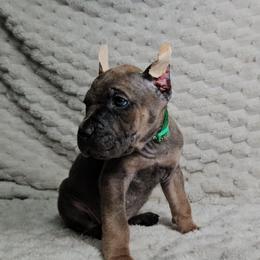 Green collar - Gray and fawn female Cane Corso puppy in Fritch, Texas from Carrie Brown's Cane Corsos