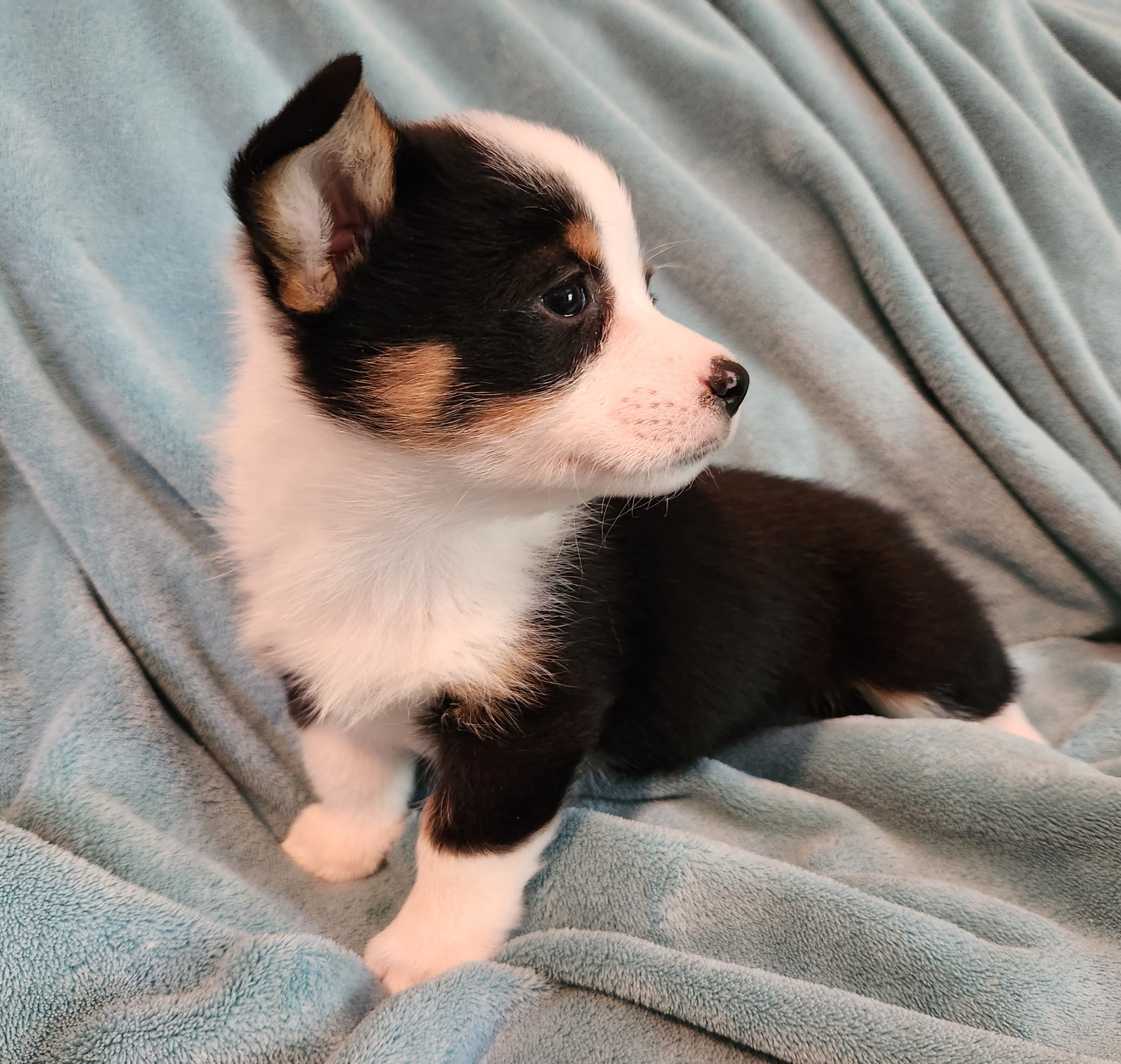 Pembroke Welsh Corgi Puppies from Workman Farms