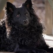 Mudis and Scottish Terriers from Kellie Verrelli's Puppies