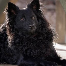 Mudis and Scottish Terriers from Kellie Verrelli's Puppies