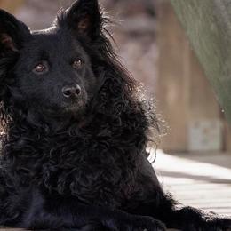 Mudis and Scottish Terriers from Kellie Verrelli's Puppies
