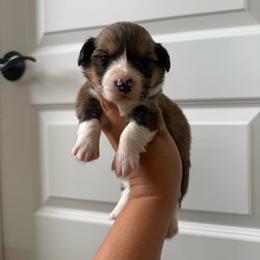 Recess - White and red male Pembroke Welsh Corgi puppy in Red Bluff, California from Wilder Ranch Corgis