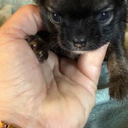 Sadie - Black sabled fawn female Chihuahua puppy in Twin Bridges, Montana from FJW Chihuahuas