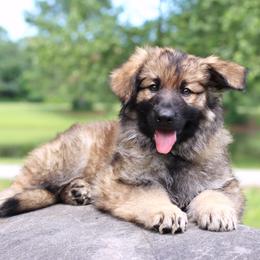 1st Pick male - Black male German Shepherd puppy in Elkmont, Alabama from Oakmont Shepherds
