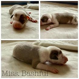 Miss. Bashful - White and fawn female Italian Greyhound puppy in Texas from Italian Greyhounds of Frisco