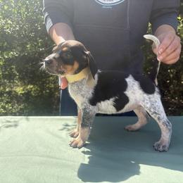 Mabel - Blue ticked and tan female Bluetick Coonhound puppy in Mount Pleasant, Texas from Harmons Hounds