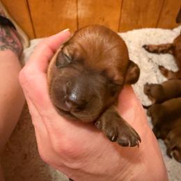 Sydnie - Sable female Dachshund puppy in Madisonville, Texas from Little B’s Dachshund Farm