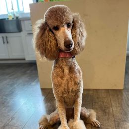 Luna - Poodle