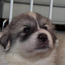 Mary - White and badger female Great Pyrenees puppy in Murfreesboro, Tennessee from Storybook Tails Farm