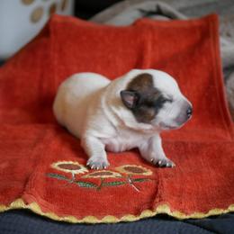B3 - Red mottled male Australian Cattle Dog puppy in Buffalo Valley, Tennessee from Buffalo Valley Breeders
