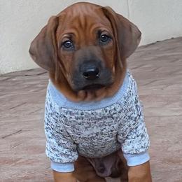 Blue - Red wheaten male Rhodesian Ridgeback puppy in Vail, Arizona from Malibak Rhodesians