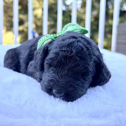Clyde - Phantom male Goldendoodle puppy in Rainier, Oregon from Beaver Springs Puppies