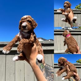 Poodle Puppies from Quintero Poodles