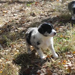 Indrid - Australian Shepherd puppy in Kansas City, Kansas from Lazuli Australian Shepherds