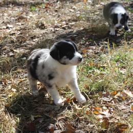 Indrid - Australian Shepherd puppy in Kansas City, Kansas from Lazuli Australian Shepherds