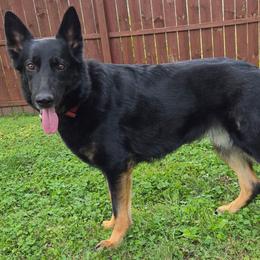 Denali - German Shepherd