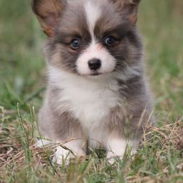 American Corgi, French Bulldog, and Pembroke Welsh Corgi Puppies from Moonstone Corgis & Frenchies
