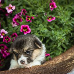 Cupcake - Black and tan female Pembroke Welsh Corgi puppy in Caliente, California from Rafter Cross 7