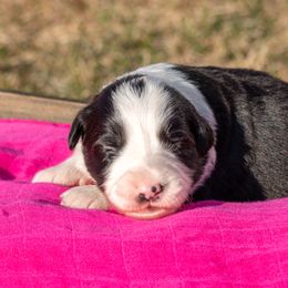Cat - Border Collie puppy in Twin Cities Area, Minnesota from Astoria Canines